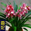 Base Venta al por Mayor Plántulas de Orquídeas de Aroma Fuerte Flor Jianlan de Flor Grande Plantas Verdes en Maceta Plantas de Interior Orquídeas Bonsái