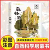 Jornal da Floresta foto colorida versão fonética escola primária primeira e segunda séries leitura livros extracurriculares leitura obrigatória com pinyin professor recomenda bibliografia