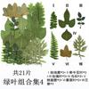 Espécime de planta com folhas naturais reais adesivos artesanais para jardim de infância Crianças diy folhas secas e folhas caídas pacote de material artesanal