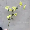 Nuevas Flores Artificiales de Clemátide de 7 Cabezas en Stock, Arte Floral para el Hogar, Decoración de Camino de Boda, Adornos de Flores Artificiales para el Hogar