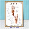 Diagrama esquemático del sistema musculoesquelético humano. Póster médico. Diagrama de la estructura del corazón. Póster hospitalario.