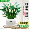 Maceta Grande de Planta de Palma Blanca de una Pieza para Dropshipping, un Símbolo de Buena Fortuna, Planta en Maceta con Flores, Planta Hidropónica, Planta con Flores, Planta Verde para Interior de Oficina
