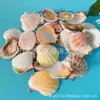 Artesanías de Caracolas Naturales Vendidas por Libra para Acuarios, Fotografía, Educación de Estudiantes y Niños, Minería y Uso Marino