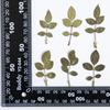 Hoja de Rosa Flor Real Natural Espécimen Repujado Goteo de Gel Funda para Teléfono Móvil Marco de Fotos Arte de Uñas Pétalo Maquillaje Decoración Facial Bolsa de Flores Secas