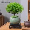 Dropshipping de mudas de bonsai de pilha antiga, de folhas pequenas, vermelhas, plantas florais, micropaisagem, hidroponia, escritório, fácil de manter o ano todo