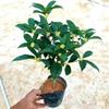 Mudas de Osmanthus de Quatro Estações para Dropshipping, Florais Resistentes ao Frio, Vasos de Osmanthus Dourado para Varanda, Pilhas Antigas de Pátio, Período de Floração com Forte Aroma