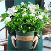 Planta Flor de Gardenia em Vaso Planta Verde Interna Cesta de Rabanete Verde Hidropônica de Varanda Planta Verde Jasmim É Fácil de Cultivar em Todas as Estações Jiuli Xiang