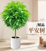Árvore da Paz Planta em Vaso para Sala de Estar, Planta Verde Grande com Acabamento de Luxo, Planta de Interior em Vaso com Tronco Antigo para Chão, Planta da Prosperidade, Planta Perene para Todas as Estações