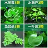 Paisajismo para Tanque de Tortugas, Plantas Verdes para Tanque de Tortugas, Plantas Acuáticas, Lechuga de Agua en Cultivo de Agua, Especial para Eliminar el Amarilleamiento, Desodorizar y Purificar el Agua para el Cuidado de Tortugas