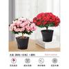 Dropshipping Azalea Planta en Maceta de Flor Doble Floración Interior Todo el Año con Capullos Grandes y Fácil de Cultivar