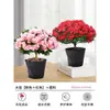 Planta Azaleia Dobrada de Vasos para Dropshipping Que Floresce em Ambientes Internos o Ano Todo com Botões Grandes e é Fácil de Manter