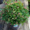 Dropshipping Plántulas de Semillas de Rosas Patio Balcón Plantas en Maceta Rosas de Flores Grandes Fragantes Vid de Rosas Flor de Rosa