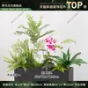 Caja de flores decoración flores y plantas arreglo floral producto terminado adorno de planta verde venta de restaurante oficina mampara canaleta de flores paisajismo biónico