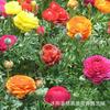 Bulbos de Flores, Bulbos de Peonías, Flores de Jardín Fáciles de Cultivar para Interiores y Exteriores, Plantas en Maceta