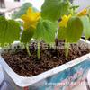 Mengmeng Garden Productos de Plantas en Maceta Plantación Flores de Escritorio Granja de Escritorio Juguete de Flor Larga Regalo de 3 Yuanes Planta en Maceta