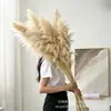 Folhas de palmeira secas, grandes frondes de palmeira, arranjos florais em estilo natural para floriculturas, artigos de decoração macia, decorações de arco, decorações de cena de casamento, folhas de palmeira