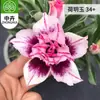 Planta en Maceta Rosa del Desierto con Doble Pétalo, Planta Verde Resistente a la Sequía, Fácil de Cuidar en Interiores o en el Balcón, Planta Suculenta Fácil de Mantener en Verano