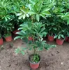 Plantas Verdes e Florais em Vasos de Madeira Pata de Pato Bonsai em Vasos de Madeira Pata de Pato Sempre Verde o Ano Todo, Oito Direções para Trazer Riqueza, Árvore da Fortuna Lótus de Sete Folhas