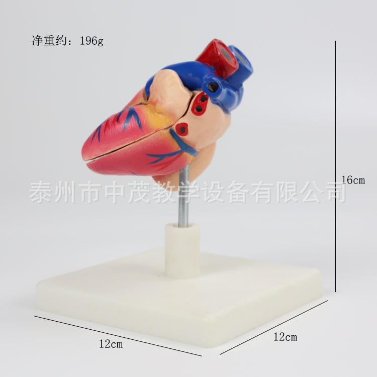 心脏 (11)
