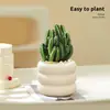 Plantas suculentas, plantas pequeñas de interior en maceta, cactus de mesa para sala de estar, plantas verdes, flores de vivero, fáciles de cuidar durante todo el año