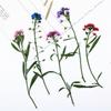 Flores secas reais com galhos de folhas de bola de neve perfumadas, adesivos, espécimes de plantas, abajur de mesa em relevo, capa de celular, marcador de página