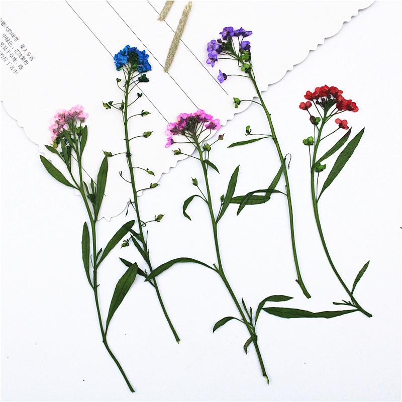 IMG_5010.JPG