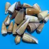Artesanías de Caracolas Naturales Vendidas por Libra para Acuarios, Fotografía, Educación de Estudiantes y Niños, Minería y Uso Marino