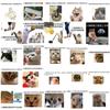 50 pegatinas de gato malo divertidas expresión caliente bolsa teléfono móvil cuaderno equipaje pegatinas de decoración