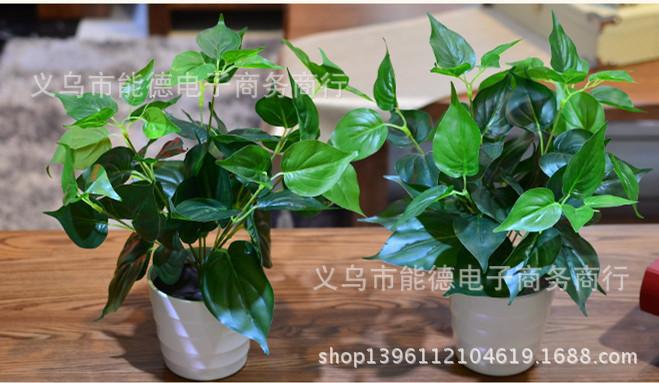 T2shacX3BXXXXXXXXX-760936534_副