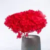 Flores Preservadas Anna Hortensia Ramo Seco Flores Preservadas Yunnan Hojas Pequeñas Multicolor Bricolaje Decoración del Hogar Transfronterizo Yunnan