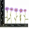 Flores de Crisantemo Secas, Flores Prensadas, Tarjetas de Felicitación DIY, Marcapáginas, Accesorios de Resina, Materiales para Velas, Flores Reales Prensadas, Materiales para Pintura Decorativa