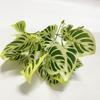 Planta artificial haste viga cola folhas parede de planta verde com rabanete verde decorativo flor falsa móveis para casa adereços de foto para interior