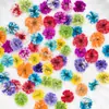 Flores de Gipsófila, flores secas, especímenes de flores prensadas, flores secas para resina DIY, fundas para teléfono, velas aromáticas, marcos de fotos, marcapáginas