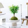 Bonsai Podocarpus Velho em Pilha Paisagismo Escritório Mesa Desktop Celebridade da Internet Planta Verde Planta em Vaso É Fácil de Cultivar em Todas as Estações e Purifica o Ar Planta