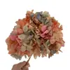 Hortensia de Hojas Grandes PerpetuaFlores de Hortensia Perpetua Vendidas por Kilogramo