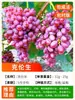 Pacote de Envio Direto de Mudas de Uva, Variedade Rosa Sol, Adequado para Plantio em Jardins e Varandas, Pode Ser Cultivado em Regiões do Norte e do Sul, Árvores Frutíferas com Terra e Folhas, Plantas em Vasos