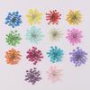 Flor de Perla de Nieve Flor Seca Natural Gel Repujado Goteando Funda para Teléfono diy Arte de Uñas Flor Seca Retrato Facial Pulsera Decorativa diy