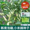 Mijo Picante Semillas de Chile Picante Huerto de Granja Se Puede Cultivar en Maceta Amarillo Maduración Temprana Picante Fuerte Semillas de Chile Picante