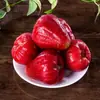 Hainan Perla Negra Fruta de Loto Fresca con Caja 1.5-2.5kg Fruta de Hada Especialidad Tropical de Temporada Loto de Niebla Envío Gratis