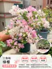 Plántulas de Buganvilia en Maceta con Flores, Plántulas Extra Grandes, Sakura Zhanghong, Interior Balcón, Floración Multitemporada, Enredadera de Alto Nivel