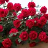 Plántulas de Rosa Trepadora Florecen en Todas las Estaciones, Plántulas de Rosa Trepadora, Enredaderas Trepadoras, Florales Grandes para Patio, Macetas para Balcón
