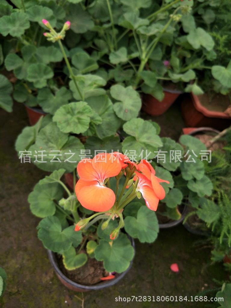 澶╃钁佃缁?