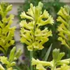 Bulbos de Tuberosa, Mudas de Flores de Floração Noturna, Plantas Perenes Fortemente Perfumadas, Flores Fáceis de Cultivar em Pátios Internos e Externos em Todas as Estações