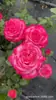 Varanda de Suco Flor de Rosa Muda Média Grande Planta de Flor em Vaso Floração Quatro Estações Planta Verde Muda de Rosa Atacado
