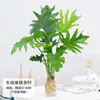 Planta de Filodendro em vaso é tolerante à sombra e fácil de cuidar, uma planta de interior hidropônica, Monstera, perene e fácil de manter, uma boa planta de mesa