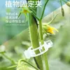 Clip Fijador de Plantas de Árboles Frutales Blancos Clip Clip Soporte para Enredaderas Plántula Soporte para Trepar Varilla Clip Colgante para Plántulas de Frutas y Verduras