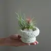 Plantas de Oficina Hidropónicas de Alta Calidad Plantas en Maceta Piña Negra Plantas Verdes de Escritorio Suculentas Adornos para Estación de Trabajo