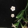 Concha Flor Vendas Diretas de Fábrica Ferradura Cinco Pétalas Escultura DIY Antigo 10mm