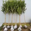 Envío directo de plantones de boj de hoja pequeña y tallo alto en forma de piruleta para el jardín, que son resistentes al frío y a la sequía, perennes y no pierden las hojas.