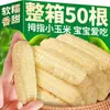 Maíz Dedo Xishuangbanna Yunnan Desayuno Instantáneo Sustituto de Comida Maíz Dedo Mini Fresco Dulce Fragante Dai